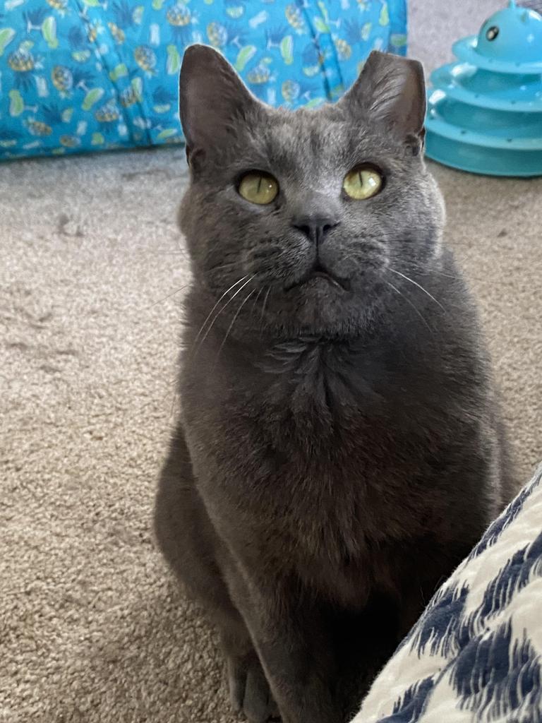 Enlarge Grayson, a Adoptable mixed breed in Saint Paul, MN image 2/5
