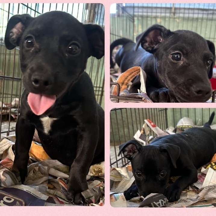 Cleopatra, Adopted, Puppy Female Mixed Breed.