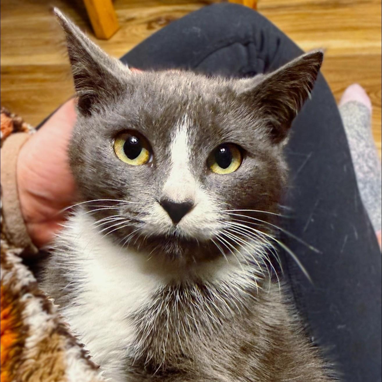 Enlarge King (of Hearts), an adopted Domestic Short Hair in LEETONIA, OH image 2/3