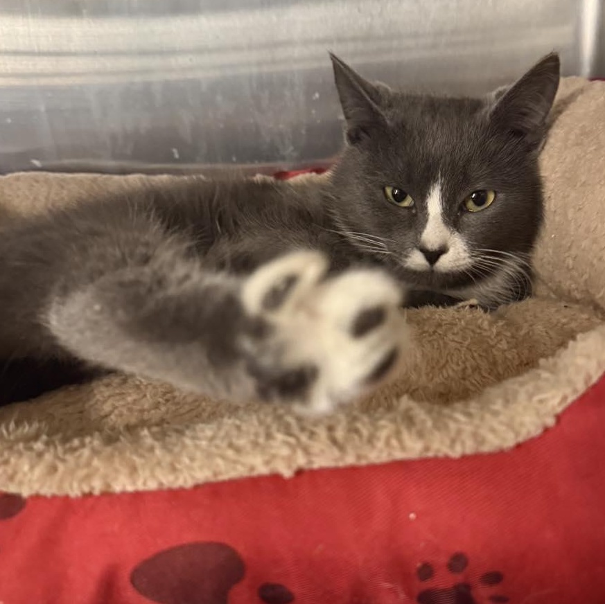 King (of Hearts), adopted, Kitten Male Domestic Short Hair.