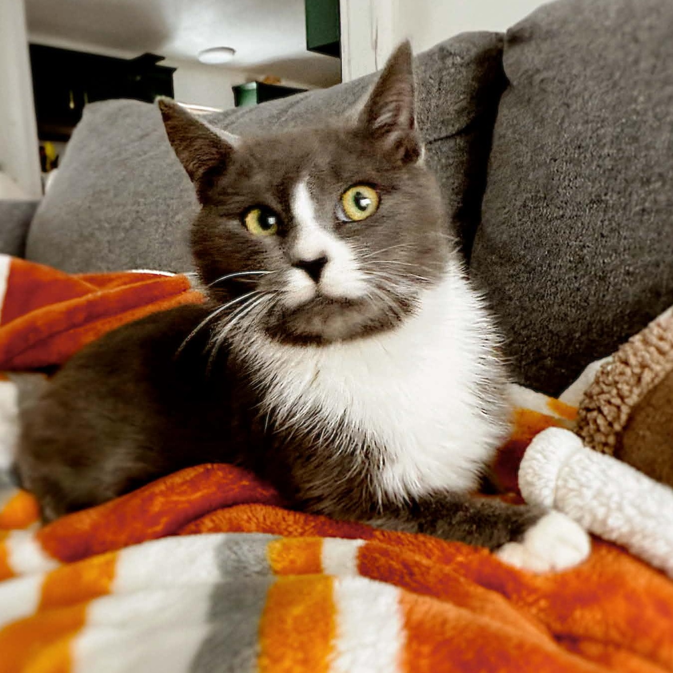 Enlarge King (of Hearts), an adopted Domestic Short Hair in LEETONIA, OH image 3/3