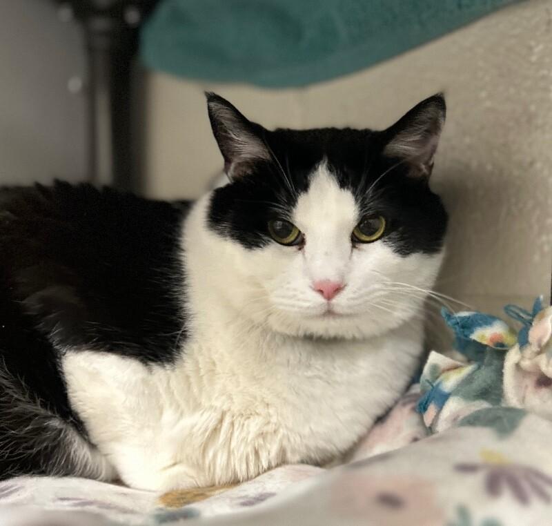Bandit, a Adoptable Domestic Short Hair in Fruit Heights, UT image 1/6