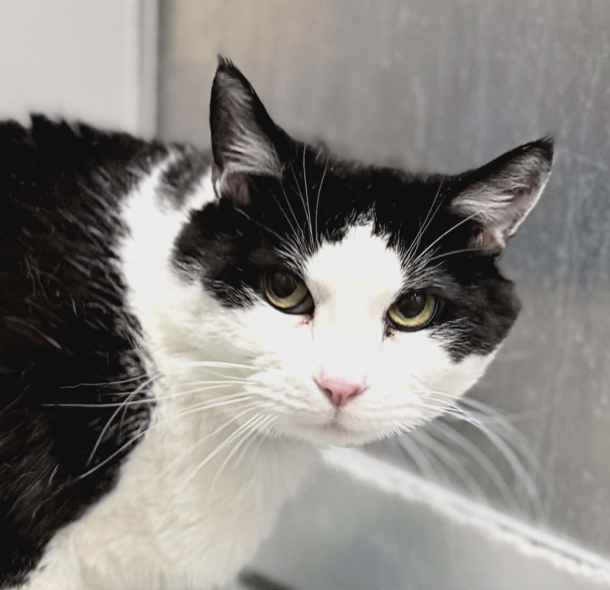 Bandit, a Adoptable Domestic Short Hair in Fruit Heights, UT image 2/6