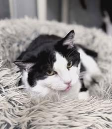 Bandit, a Adoptable Domestic Short Hair in Fruit Heights, UT image 3/6