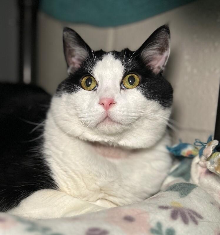 Bandit, a Adoptable Domestic Short Hair in Fruit Heights, UT image 5/6