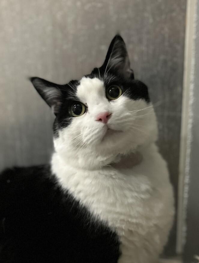 Bandit, a Adoptable Domestic Short Hair in Fruit Heights, UT image 6/6