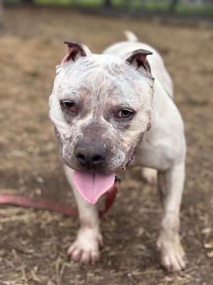 Enlarge Margarett, a Adoptable mixed breed in Shawano, WI image 1/3
