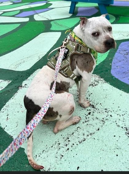 Enlarge Margarett, a Adoptable mixed breed in Shawano, WI image 2/3