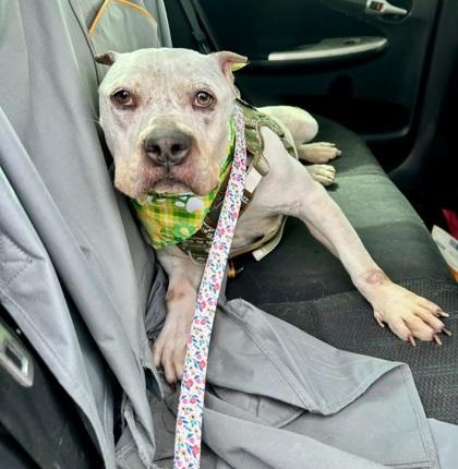Enlarge Margarett, a Adoptable mixed breed in Shawano, WI image 3/3