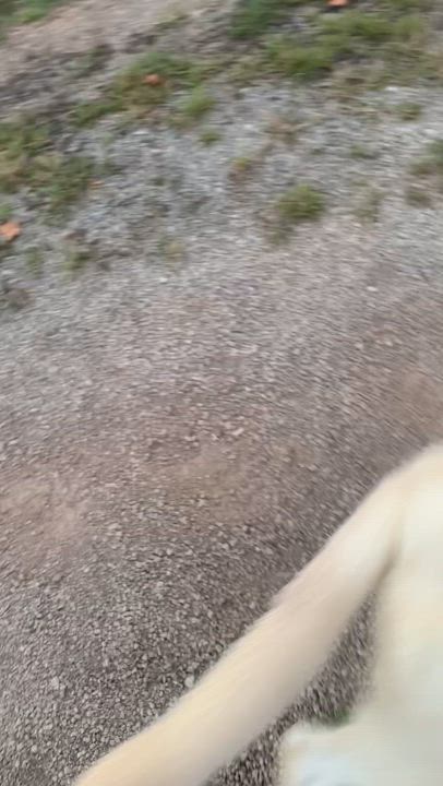 Enlarge Buster, a Adoptable mixed breed in McArthur, OH video 4/4