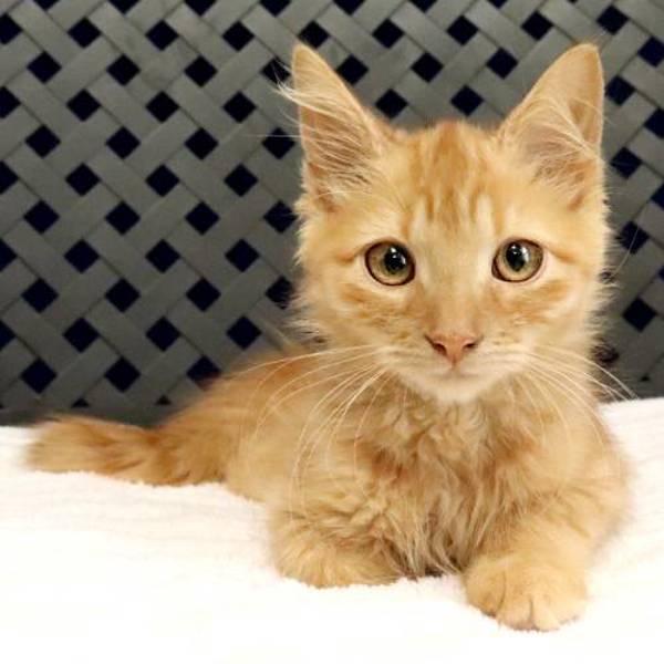 Crookshank, Adoptable, Kitten Male Domestic Short Hair.