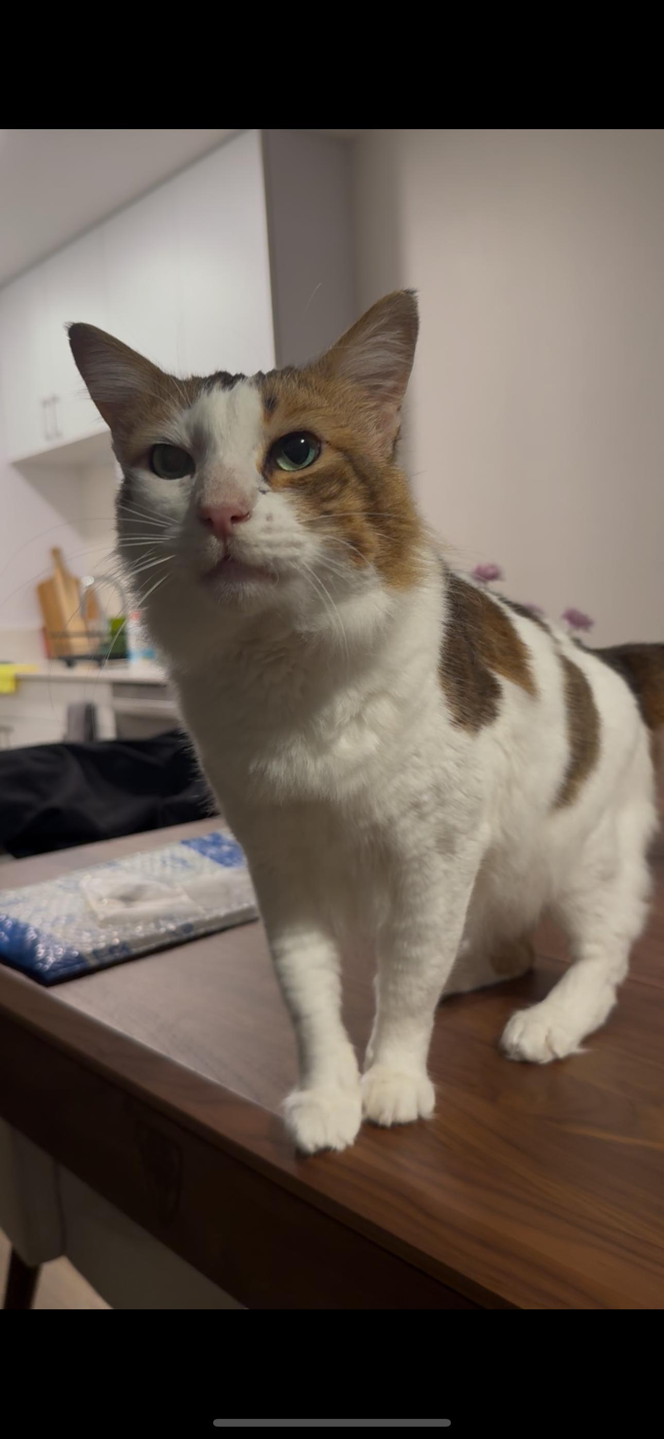 Enlarge Hero, a Adoptable mixed breed in San Jose, CA image 5/5