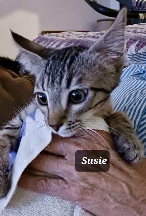 Susie, Baby Female Tabby