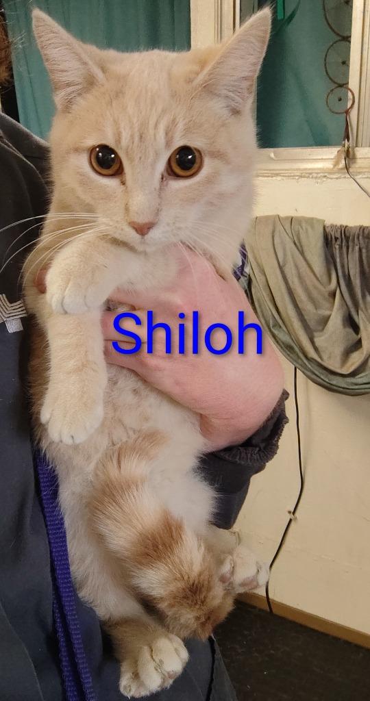 Shiloh, Adopted, Kitten Male Domestic Short Hair.