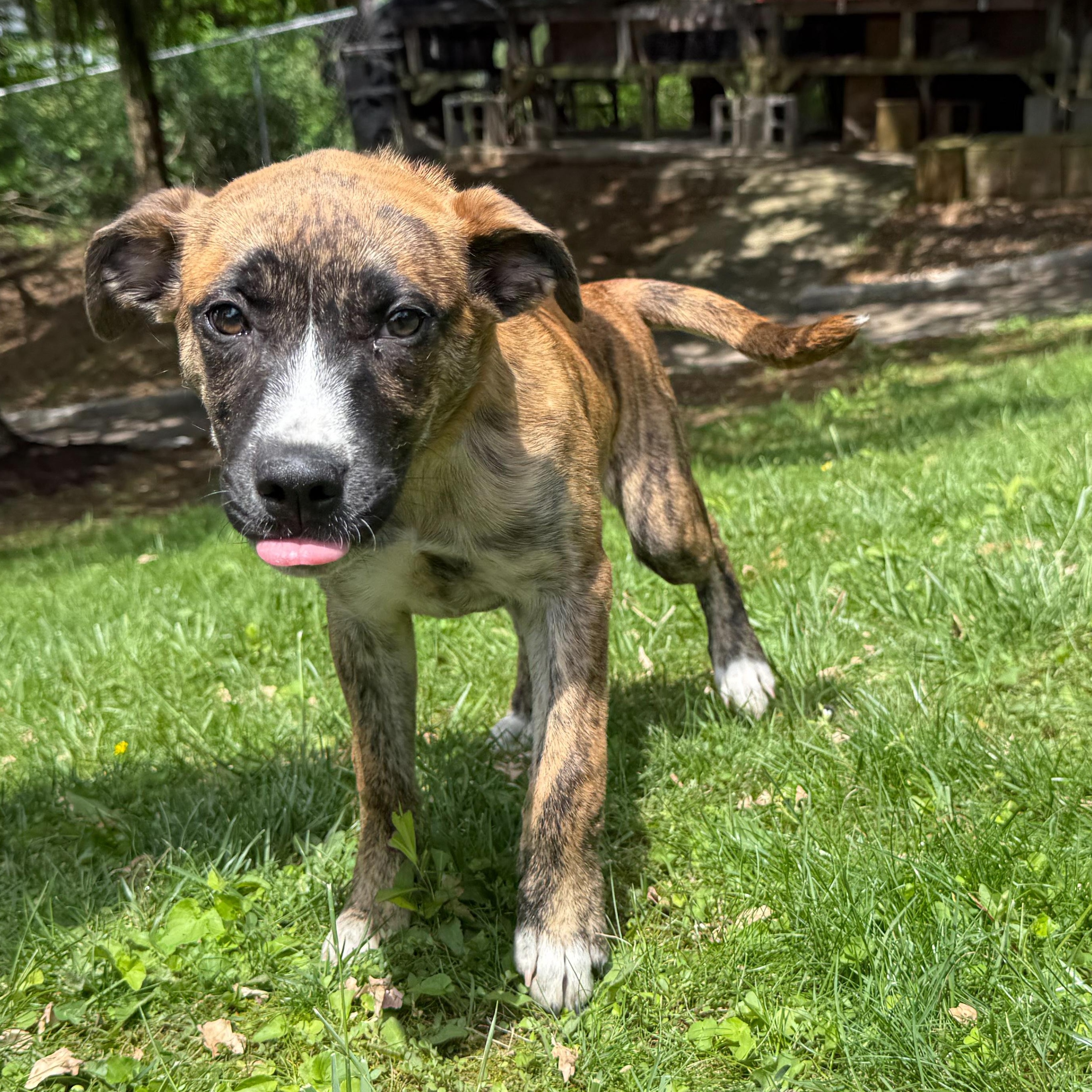 Dottie, an adopted mixed breed in Latrobe, PA image 2/2