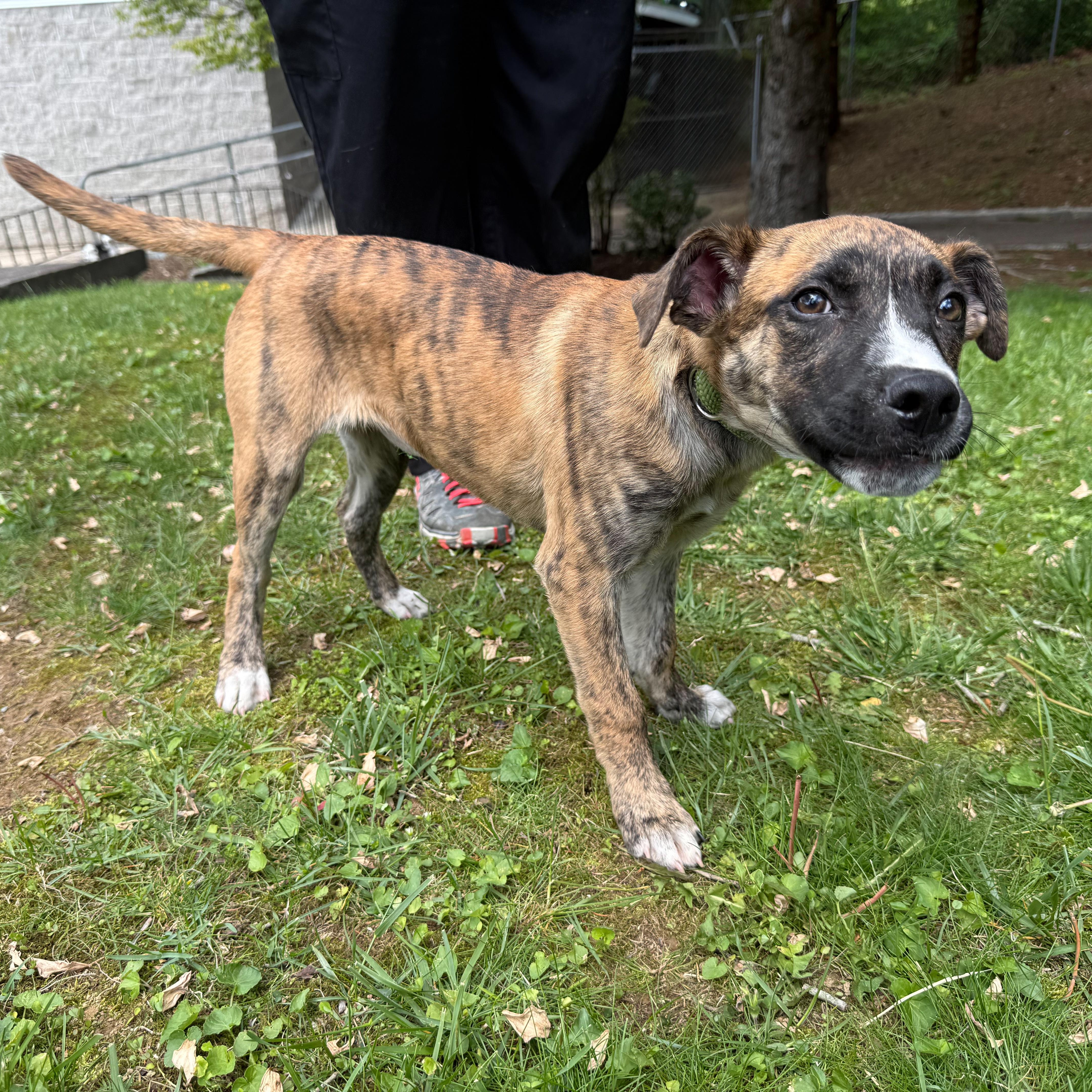 Dottie, adopted, Puppy Female Mountain Cur.