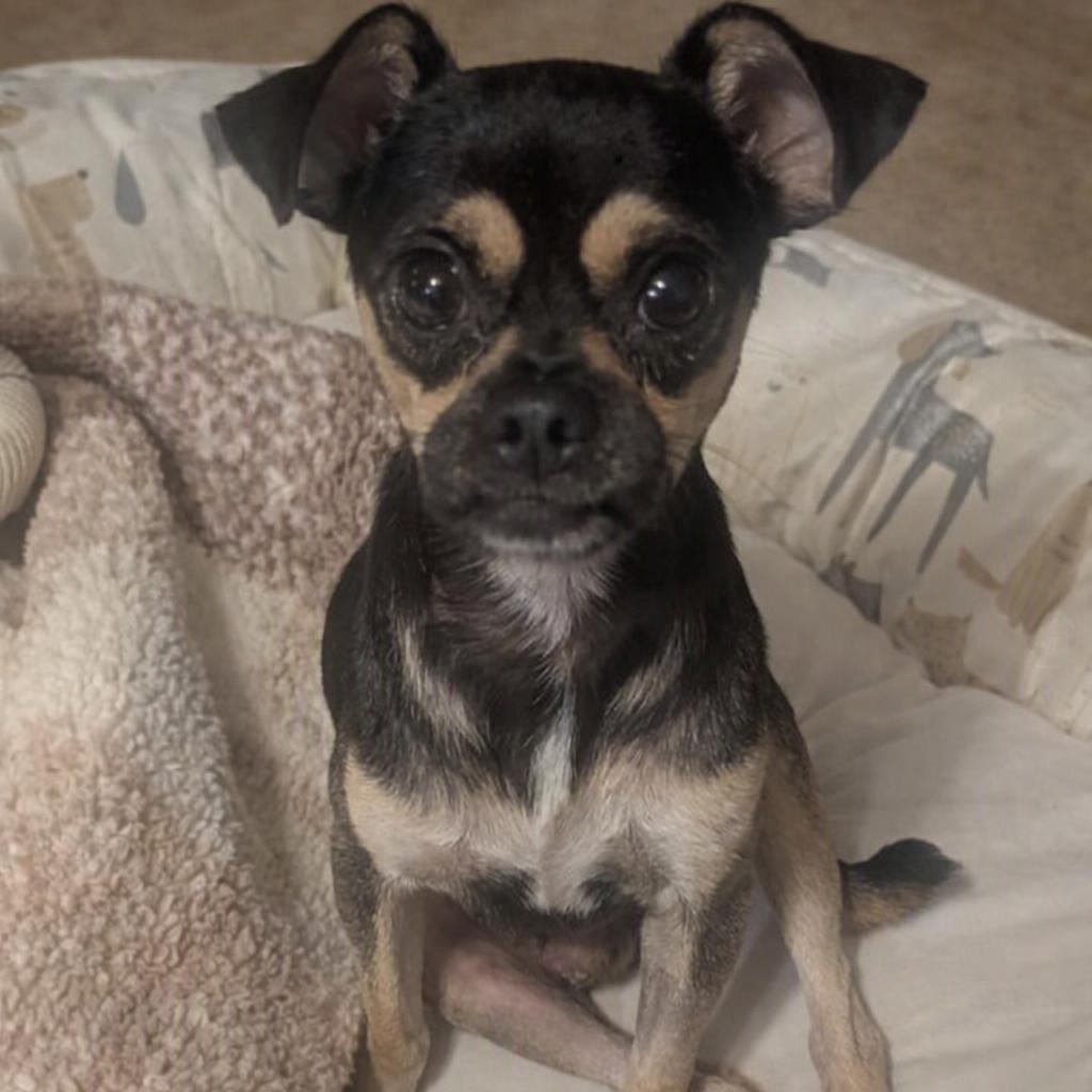 Enlarge Brewster, a Adoptable mixed breed in Lincoln, NE image 1/6