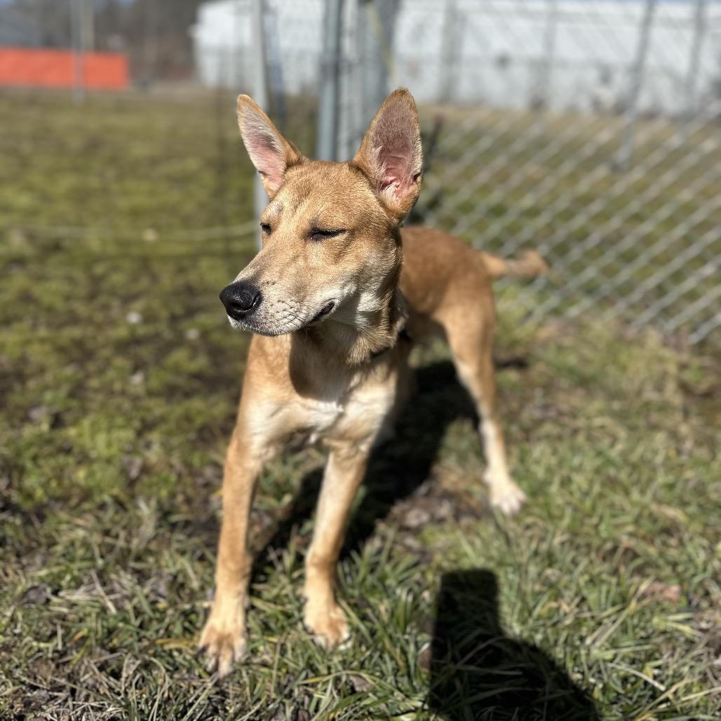 Max, Adoptable, Young Male Mixed Breed.