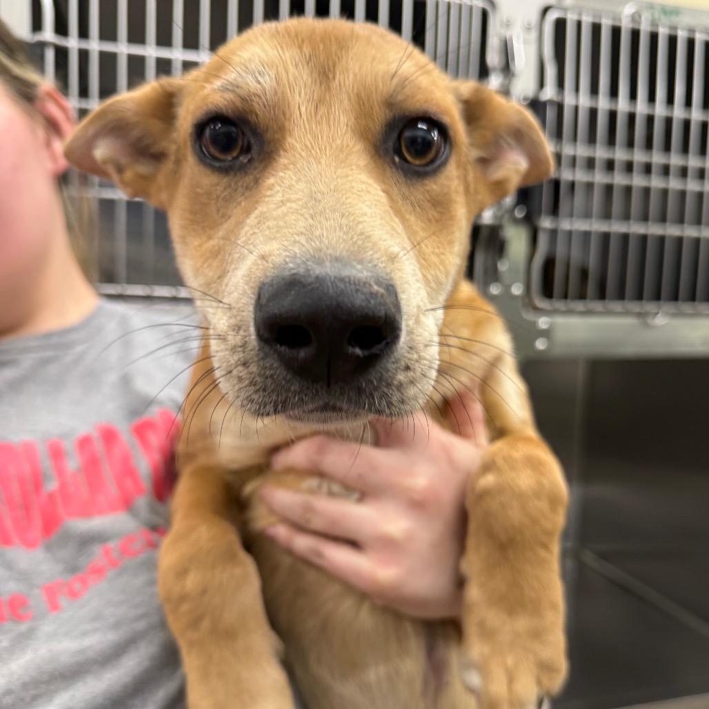 Enlarge Max, a Adoptable Mixed Breed in Corbin, KY image 1/3