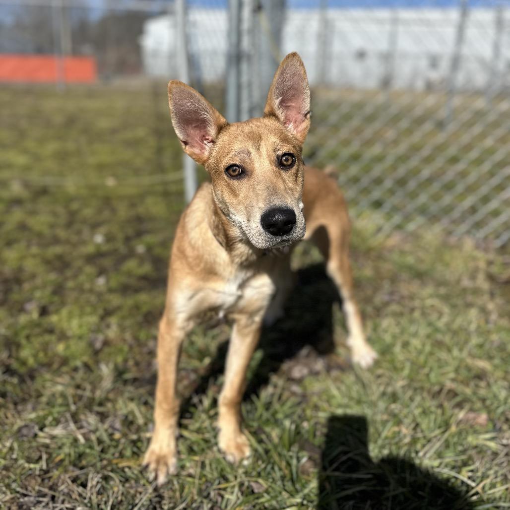 Max, a Adoptable Mixed Breed in Corbin, KY image 3/6
