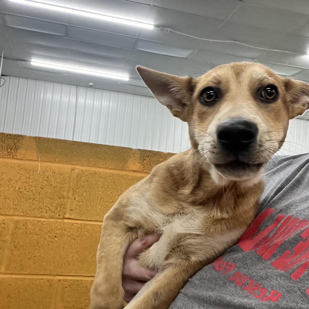 Enlarge Max, a Adoptable Mixed Breed in Corbin, KY image 2/3