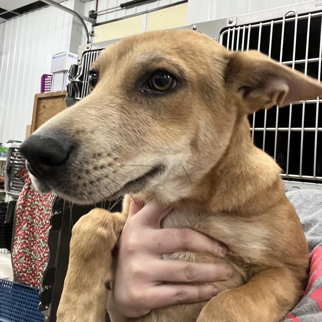 Enlarge Max, a Adoptable Mixed Breed in Corbin, KY image 3/3