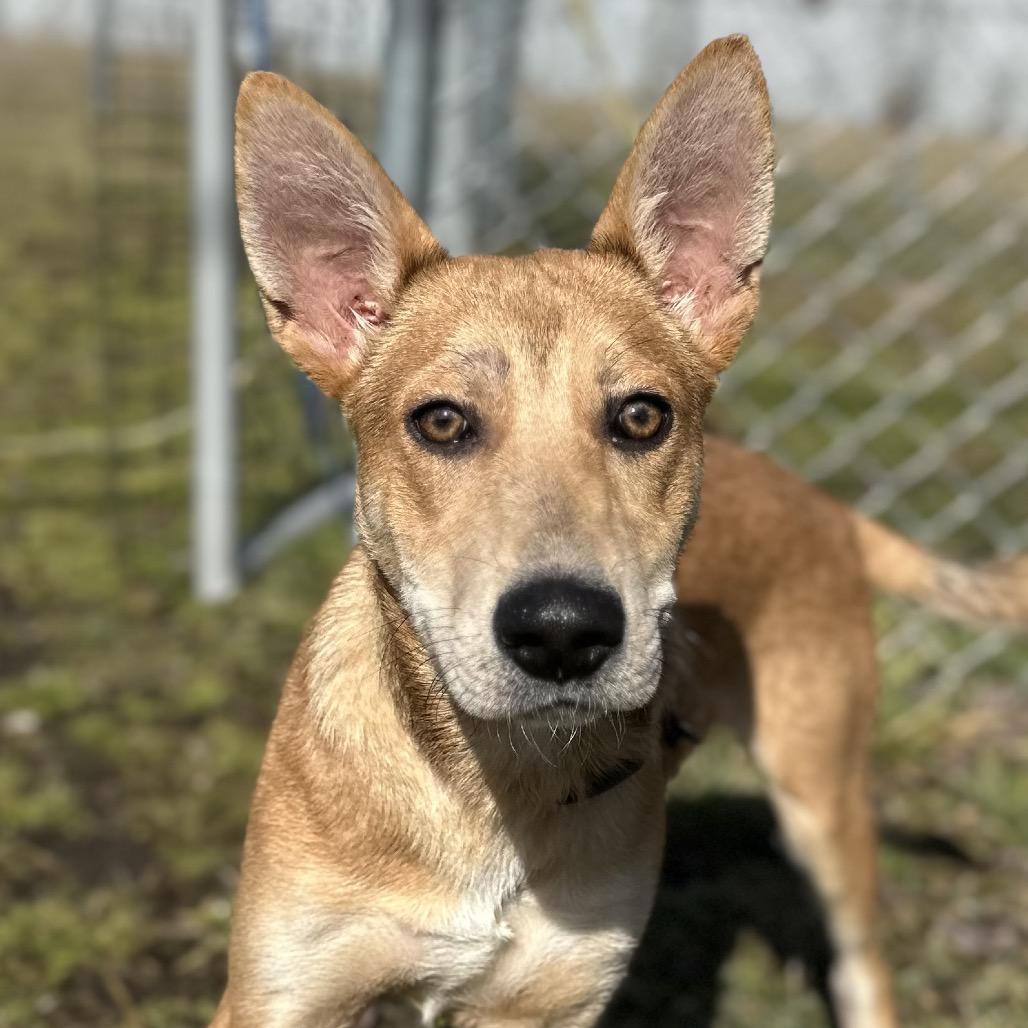Max, a Adoptable Mixed Breed in Corbin, KY image 6/6