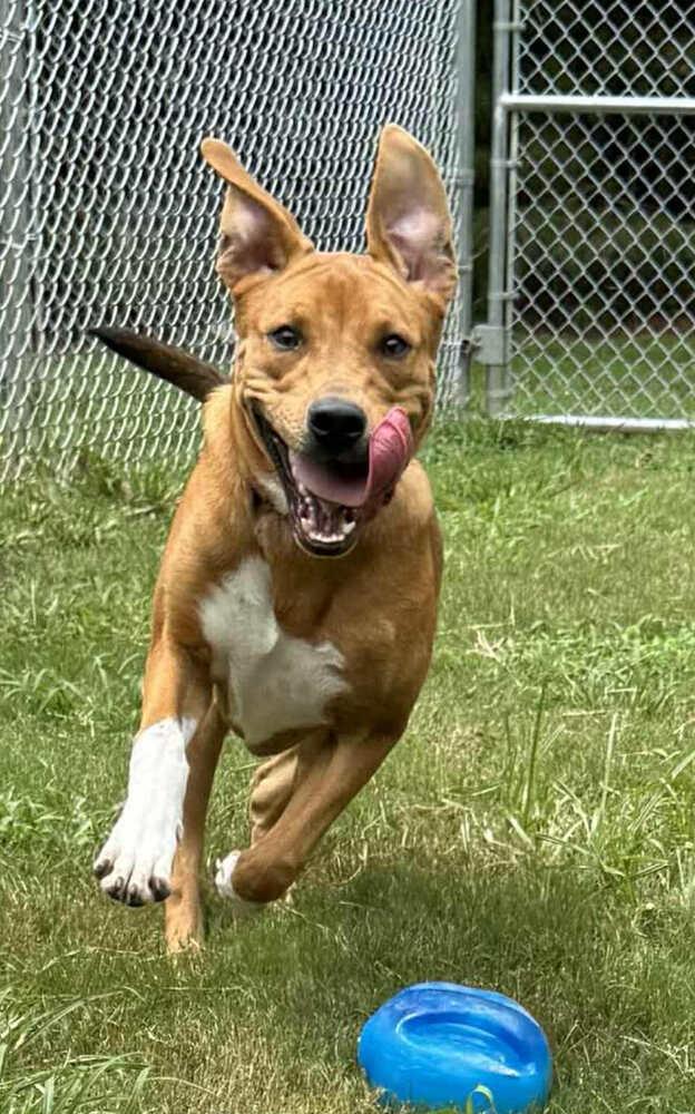 Sydney, Adoptable, Young Female Labrador Retriever & Pit Bull Terrier.