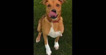 Enlarge Sydney, a Adoptable mixed breed in Youngsville, NC image 2/5