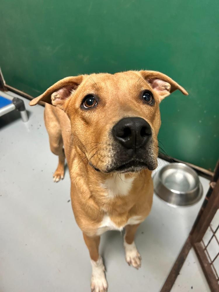 Enlarge Sydney, a Adoptable mixed breed in Youngsville, NC image 3/5