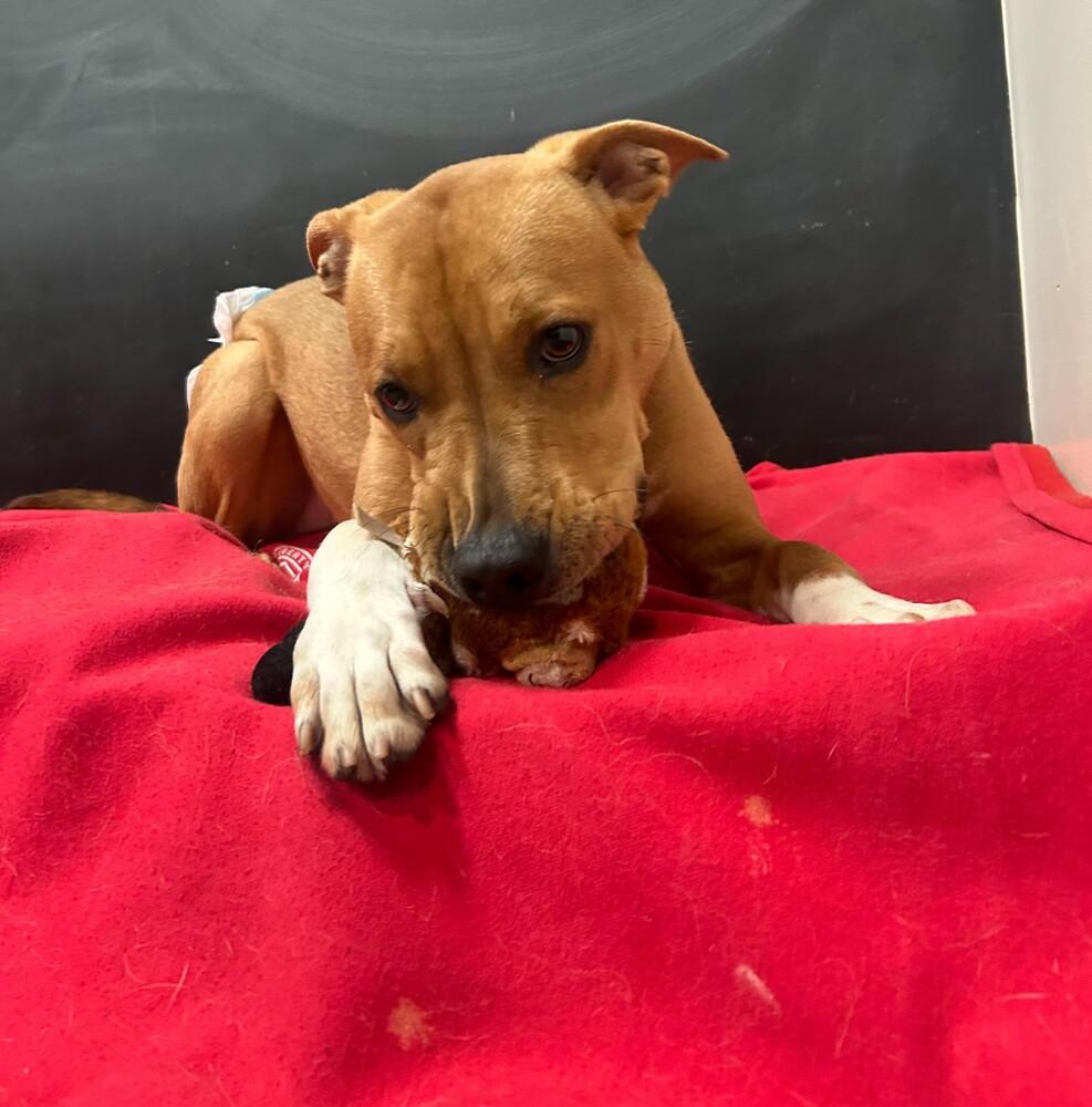 Enlarge Sydney, a Adoptable mixed breed in Youngsville, NC image 5/5