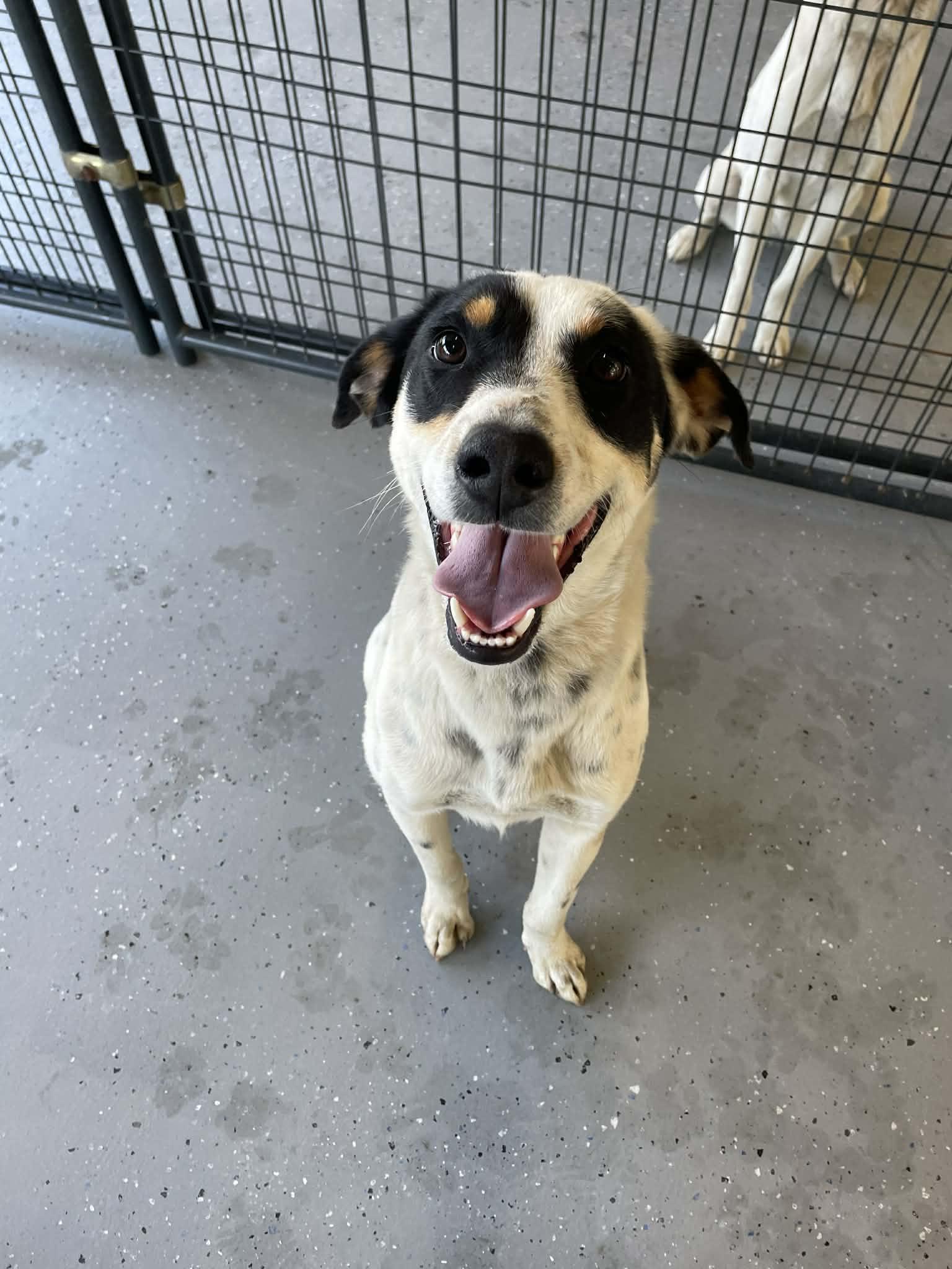 Enlarge Archie, a ADOPTABLE mixed breed in Bishopville, SC image 1/1