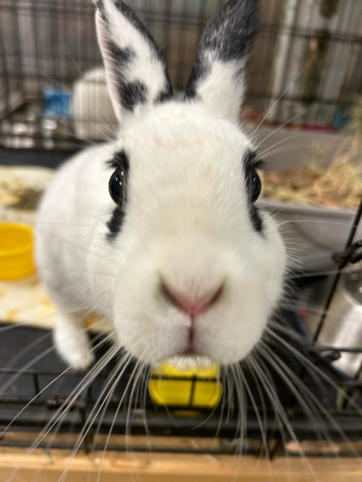 Lilikoi, a Adoptable mixed breed image 6/6