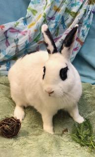 Lilikoi, a Adoptable mixed breed image 3/6