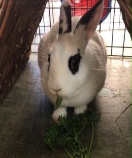 Lilikoi, a Adoptable mixed breed image 2/6