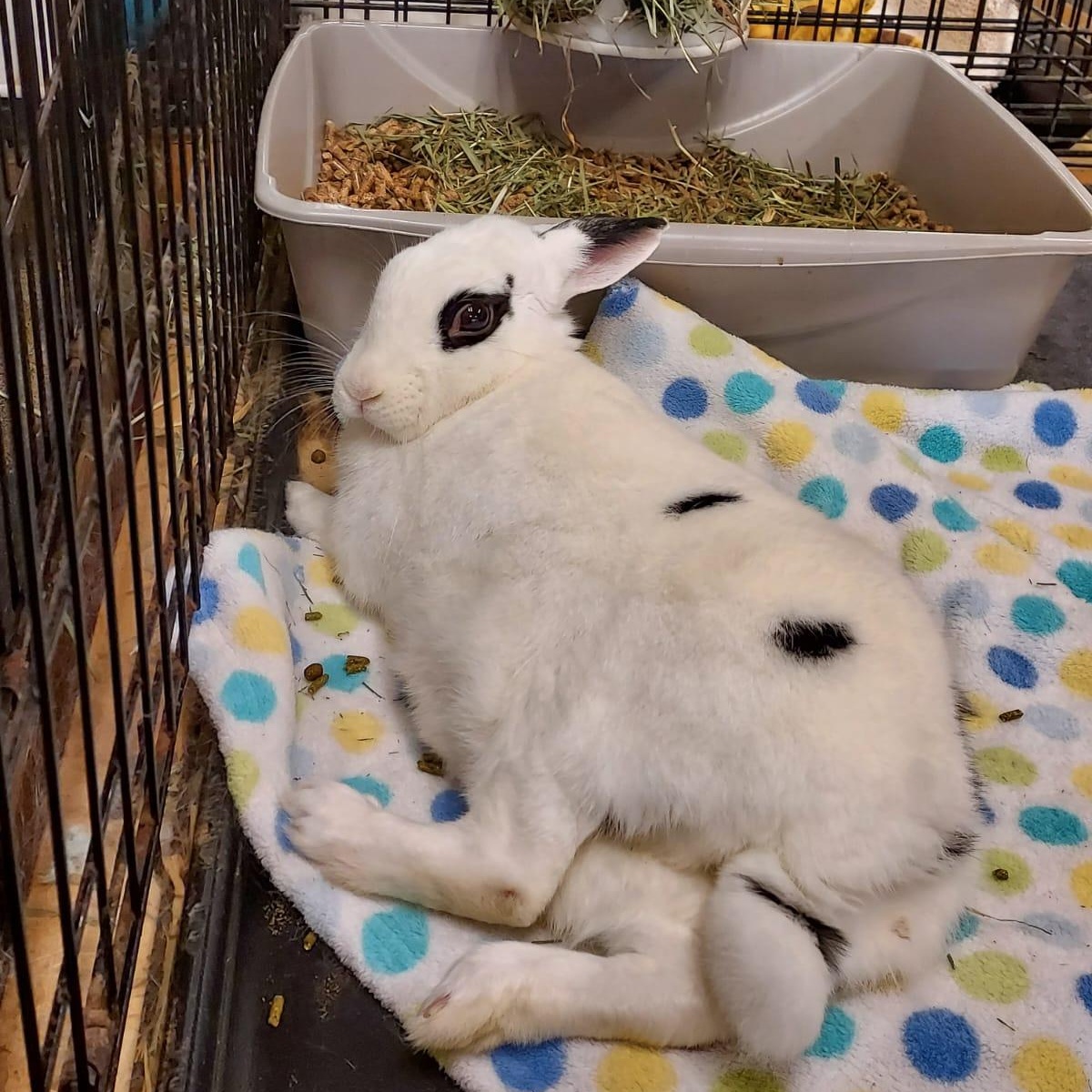 Lilikoi, a Adoptable mixed breed image 4/6