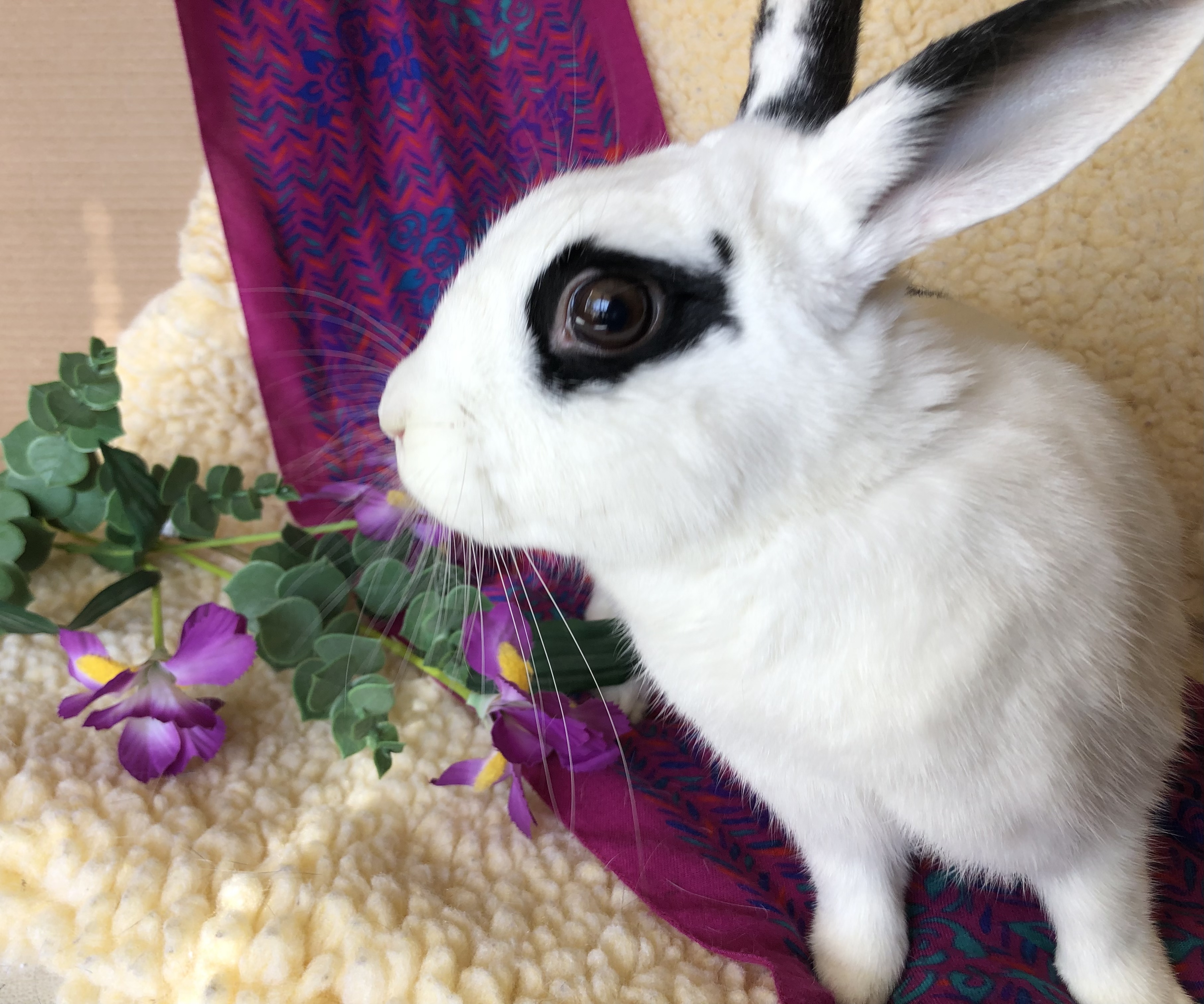 Lilikoi, a Adoptable mixed breed image 1/6