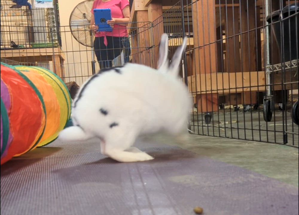 Enlarge Lilikoi, a Adoptable mixed breed video 5/6