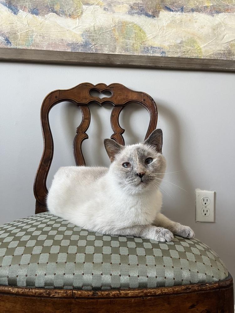 Daydream, a Adoptable mixed breed in Vienna , VA image 5/6