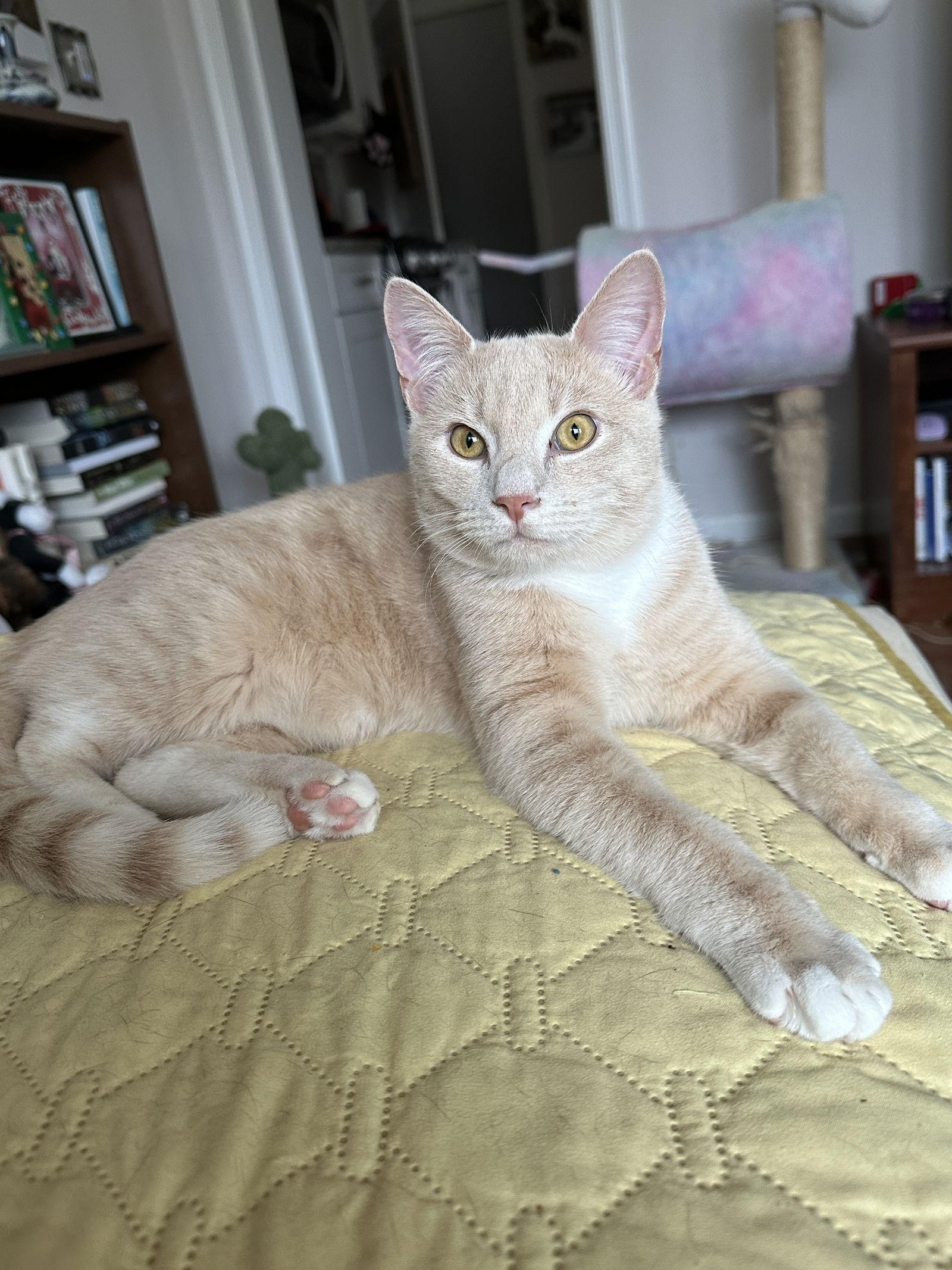 Nova - KITTEN in foster, Adoptable, Young Female Domestic Short Hair.