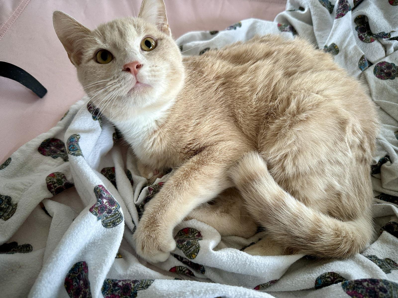 Enlarge Nova - KITTEN in foster, a Adoptable Domestic Short Hair in Alexandria, VA image 2/3