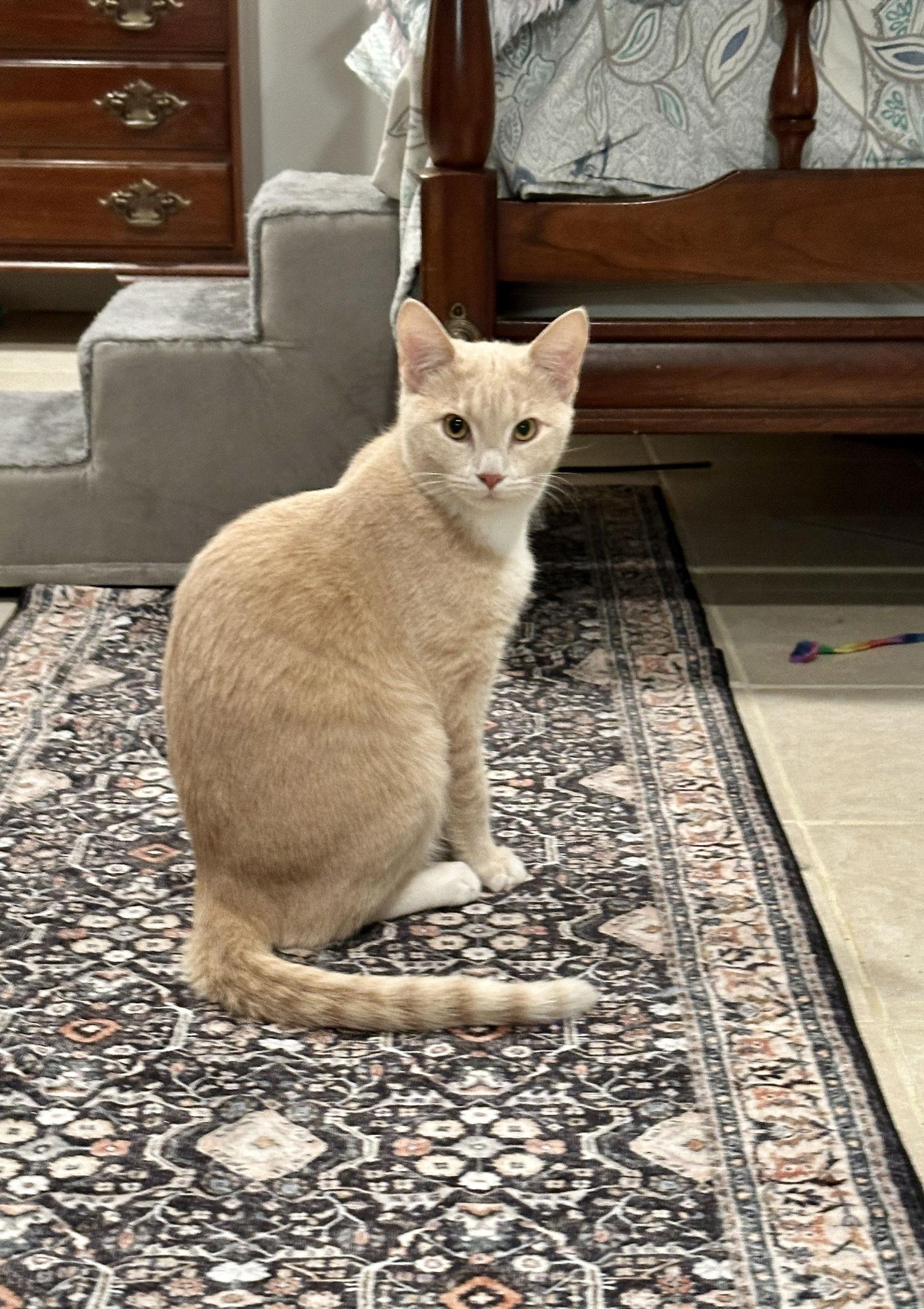 Enlarge Nova - KITTEN in foster, a Adoptable Domestic Short Hair in Alexandria, VA image 3/3