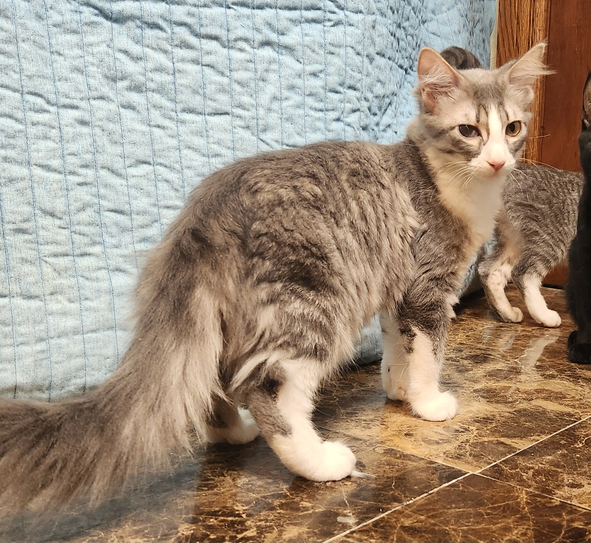 Bellestar, Adoptable, Young Female Domestic Medium Hair.