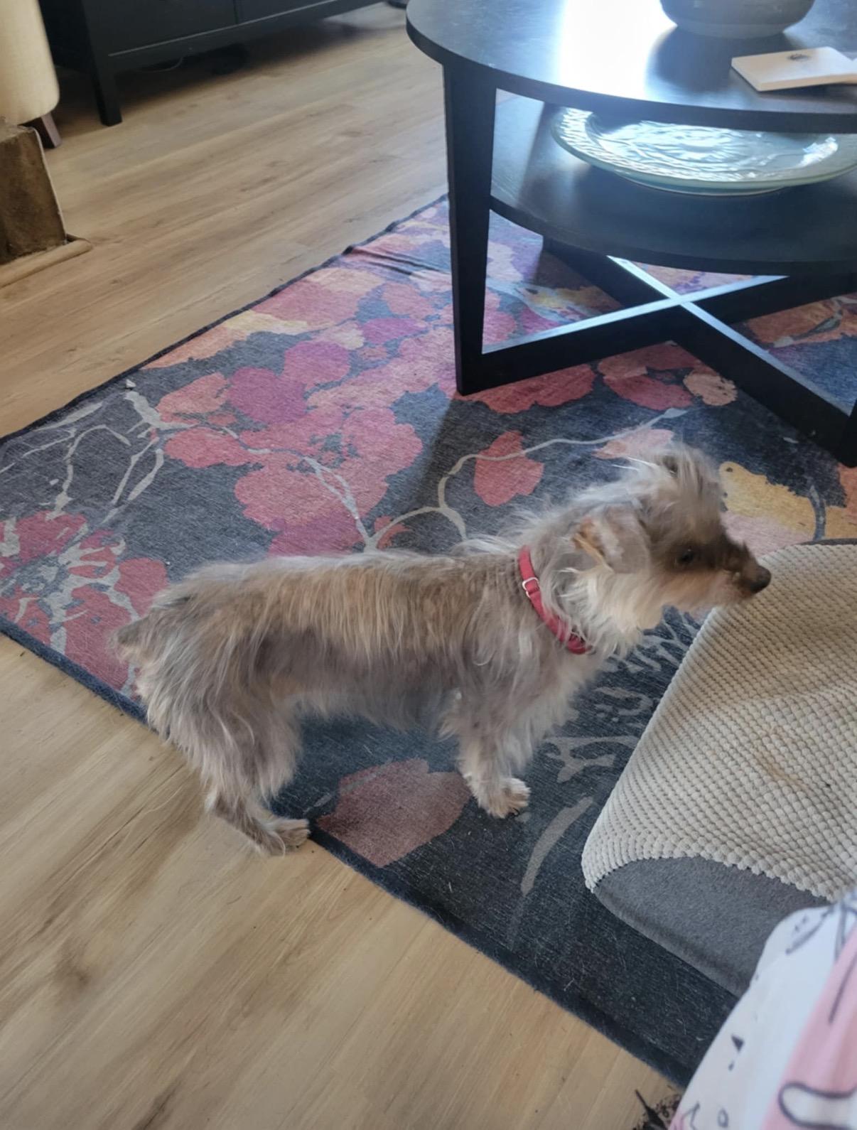 Enlarge Evie, a Adoptable mixed breed in Virginia Beach, VA image 1/6