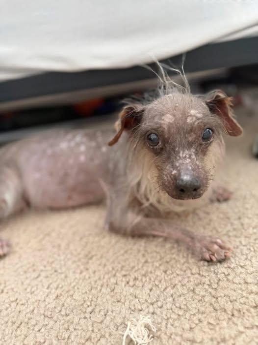 Enlarge Evie, a Adoptable mixed breed in Virginia Beach, VA image 3/5