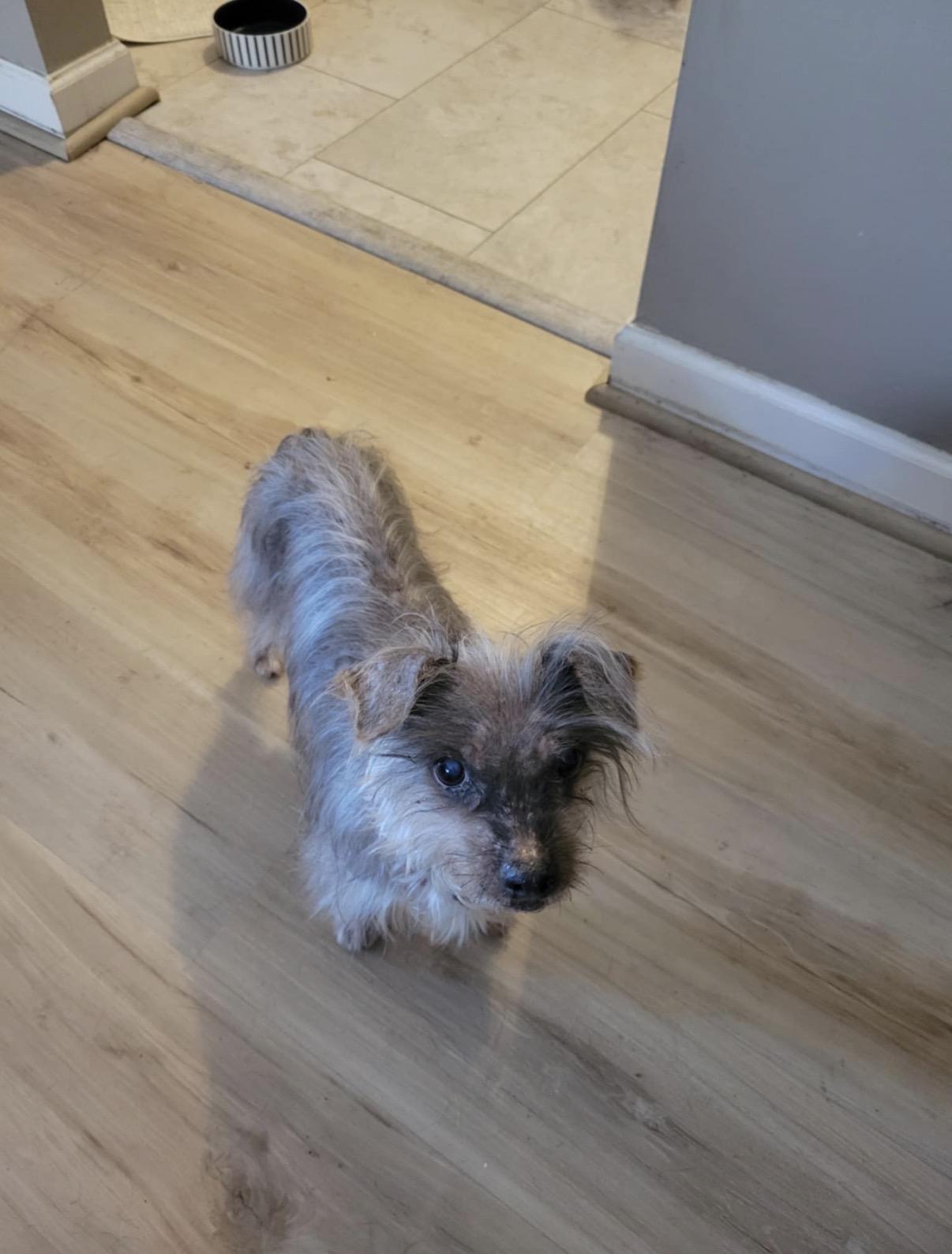 Enlarge Evie, a Adoptable mixed breed in Virginia Beach, VA image 6/6