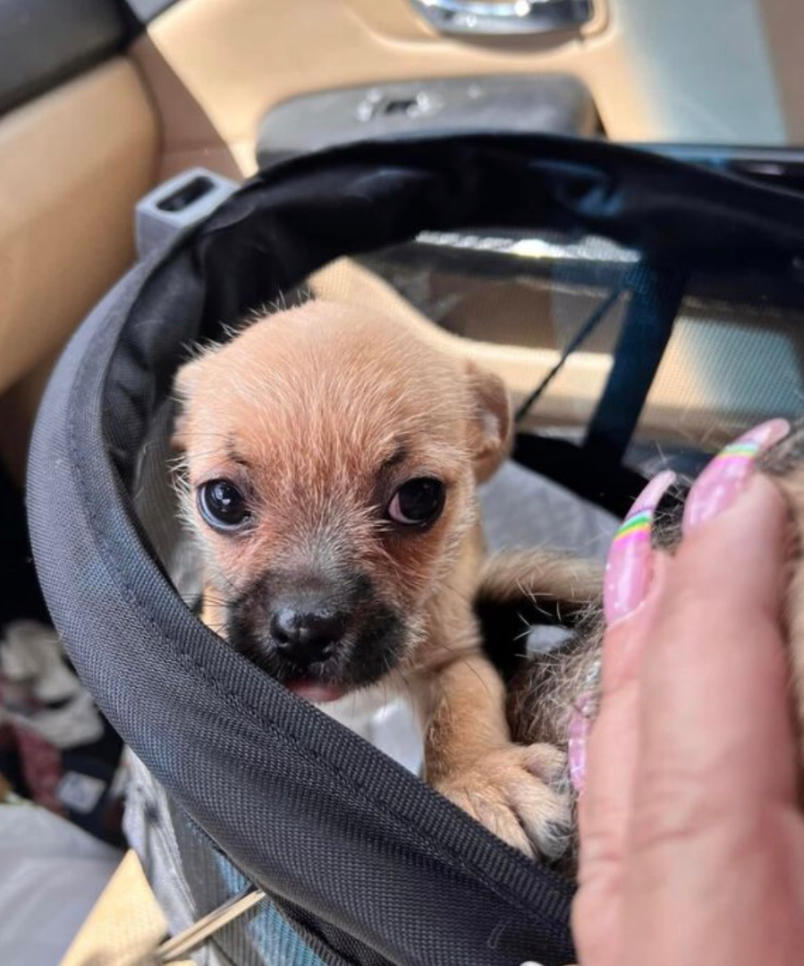 Emerald, Adopted, Puppy Female Pug.