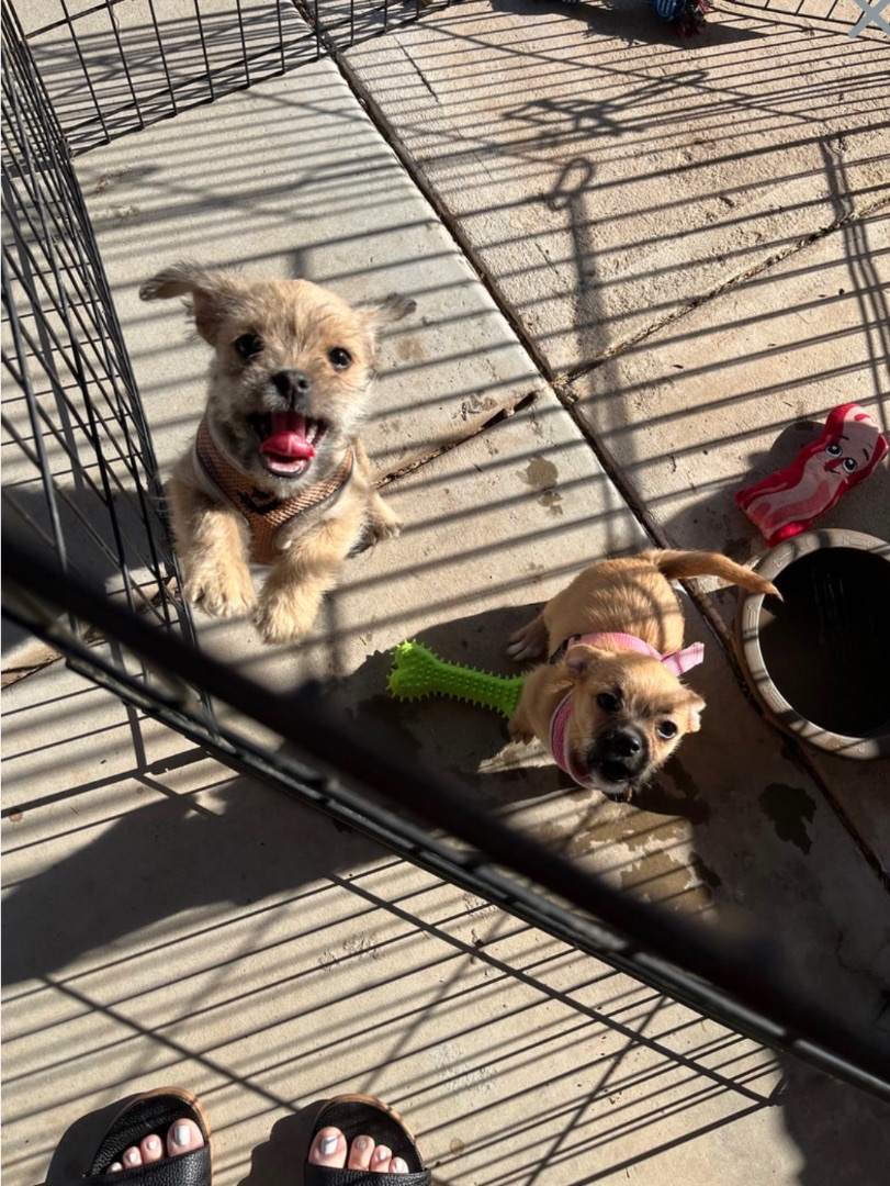 Enlarge Emerald, a Adopted mixed breed in TUCSON, AZ image 3/9