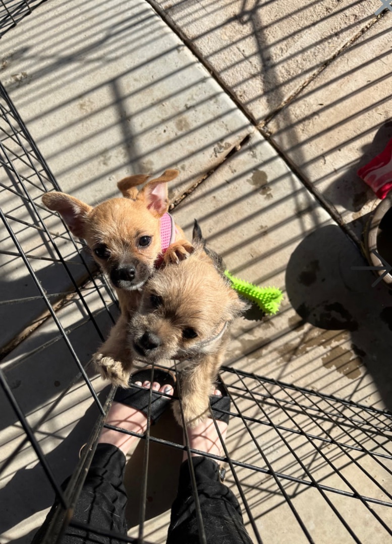 Enlarge Emerald, a Adopted mixed breed in TUCSON, AZ image 4/9