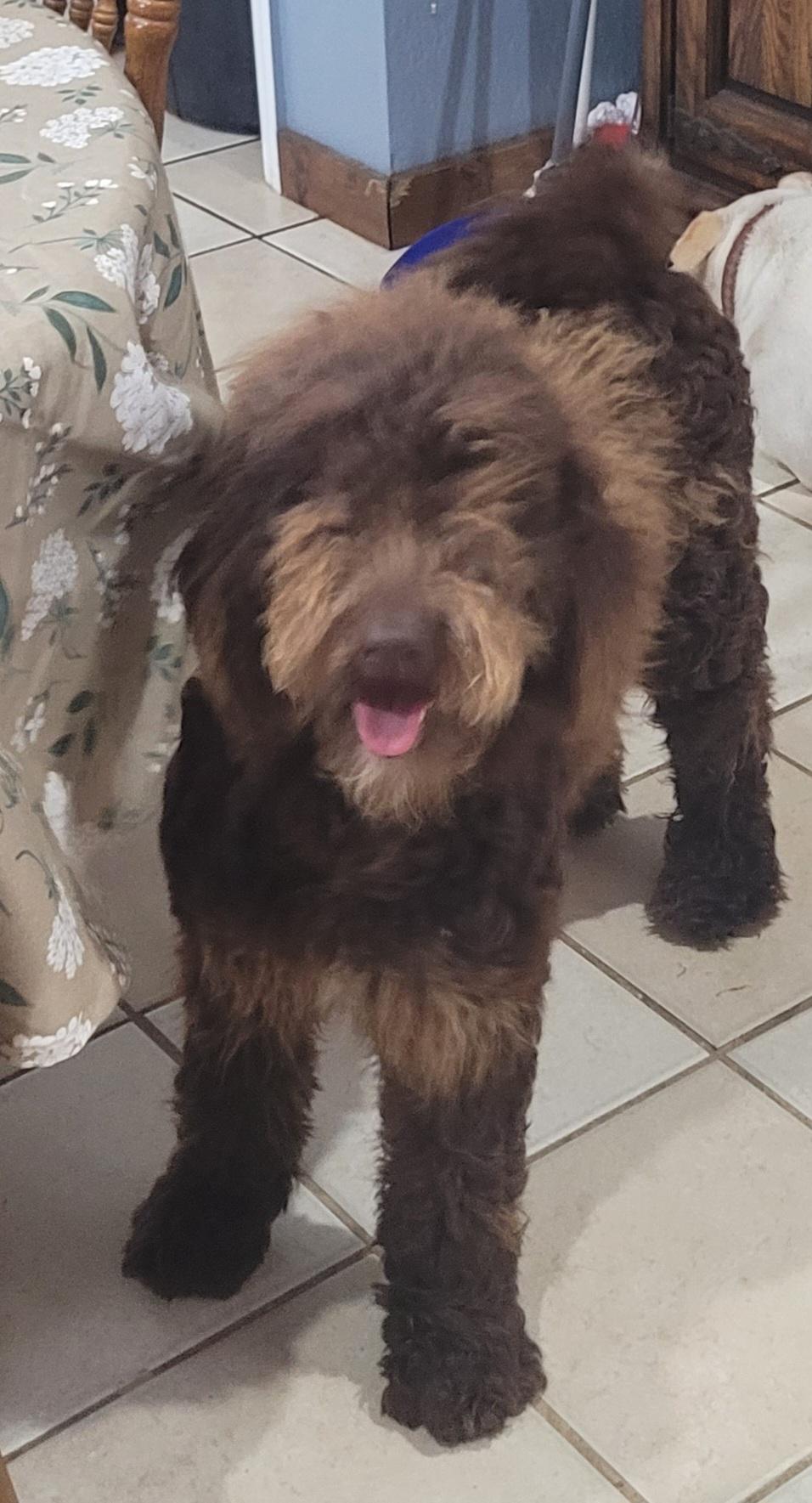 Enlarge Minnie, a ADOPTABLE Labradoodle in Chiefland, FL image 3/3